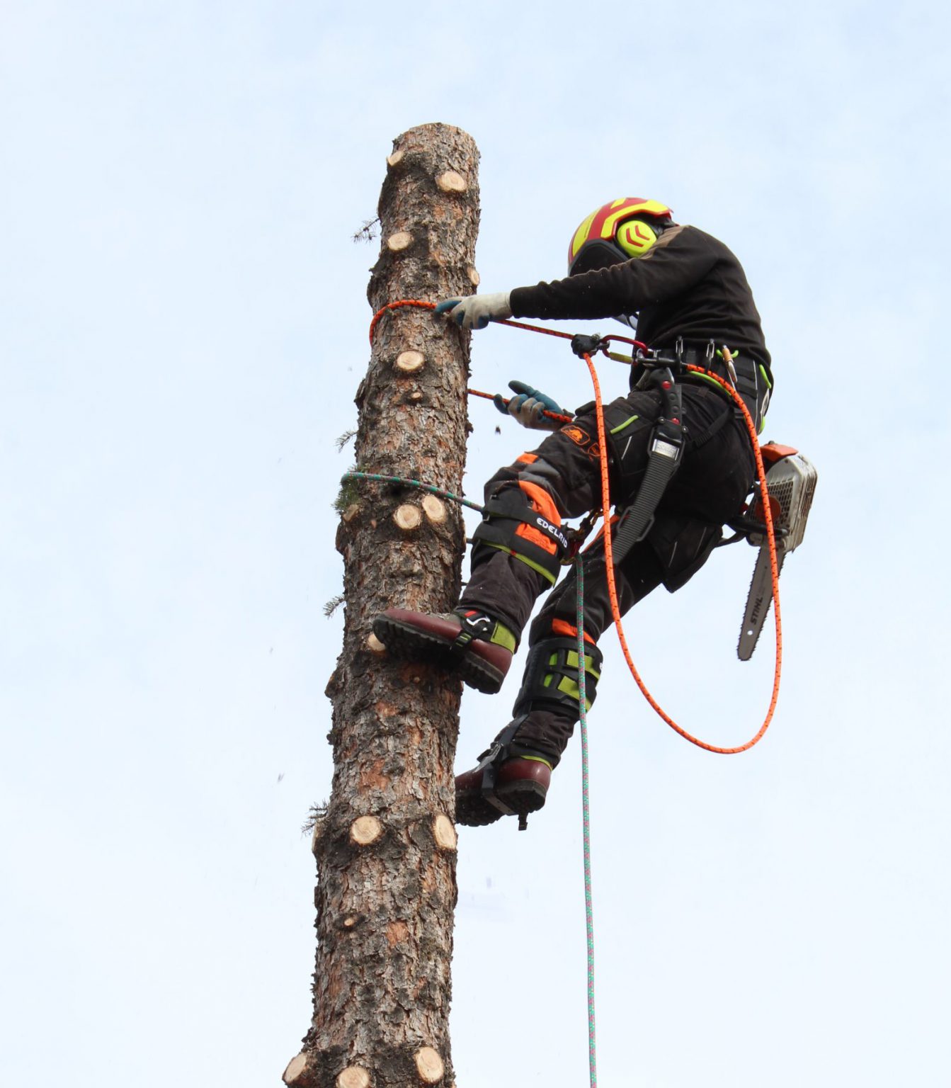 Sixtree Professional Tree Removal Service for Your Property